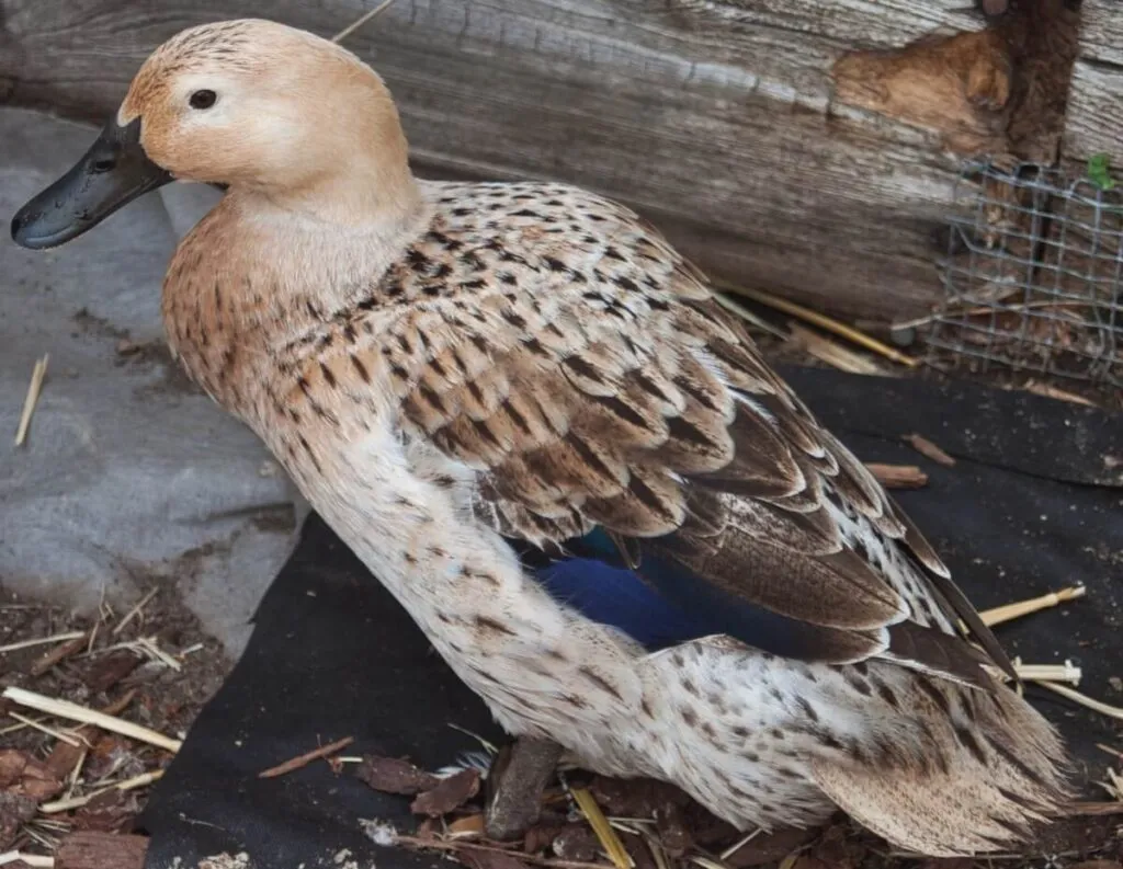 female welsh harlequin duck