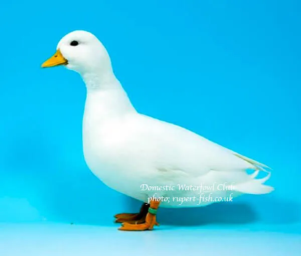 white call duck at show