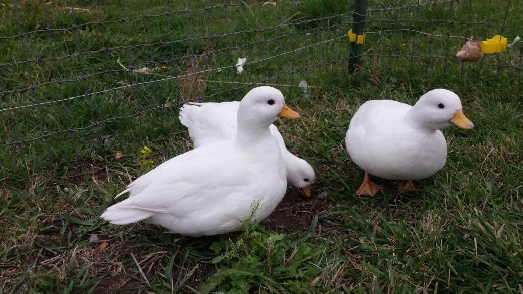 three white female call ducks in grassy pen