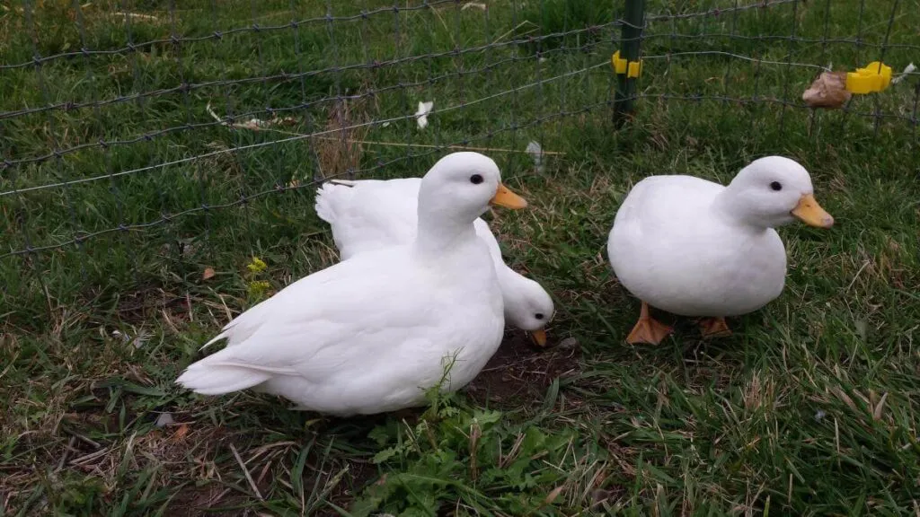 The Call Duck Breed Guide Raising Ducks