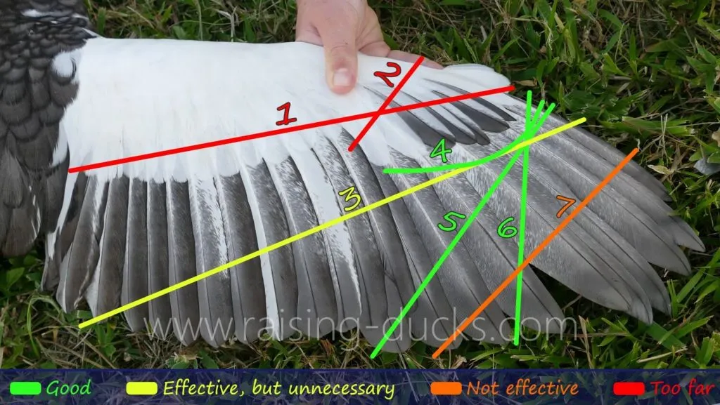 duck wing clipping diagram