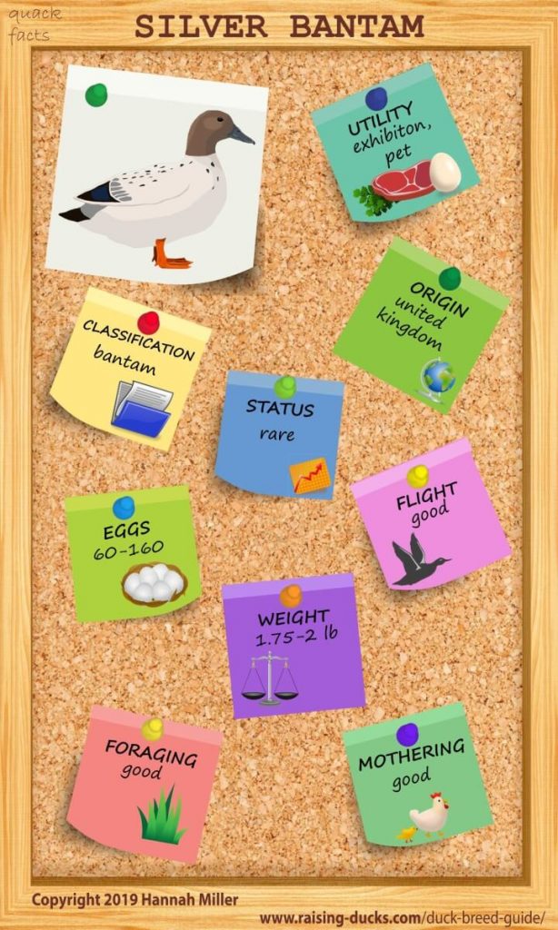 Silver Bantam Duck Infographic