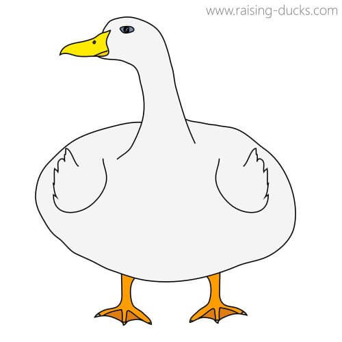 obese duck drawing
