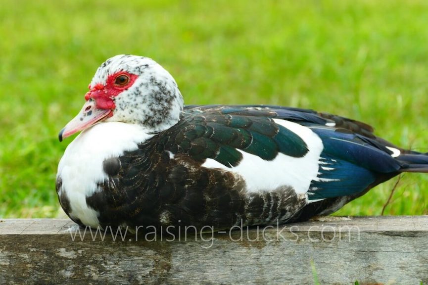 10 Effective Ways To Sex Your Muscovy Duck (With Pictures) Raising Ducks