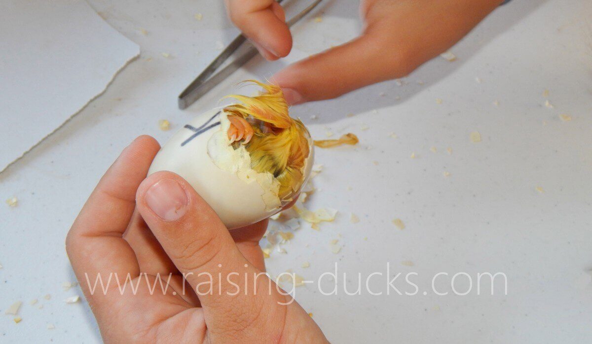 When do ducks start laying eggs raising ducks