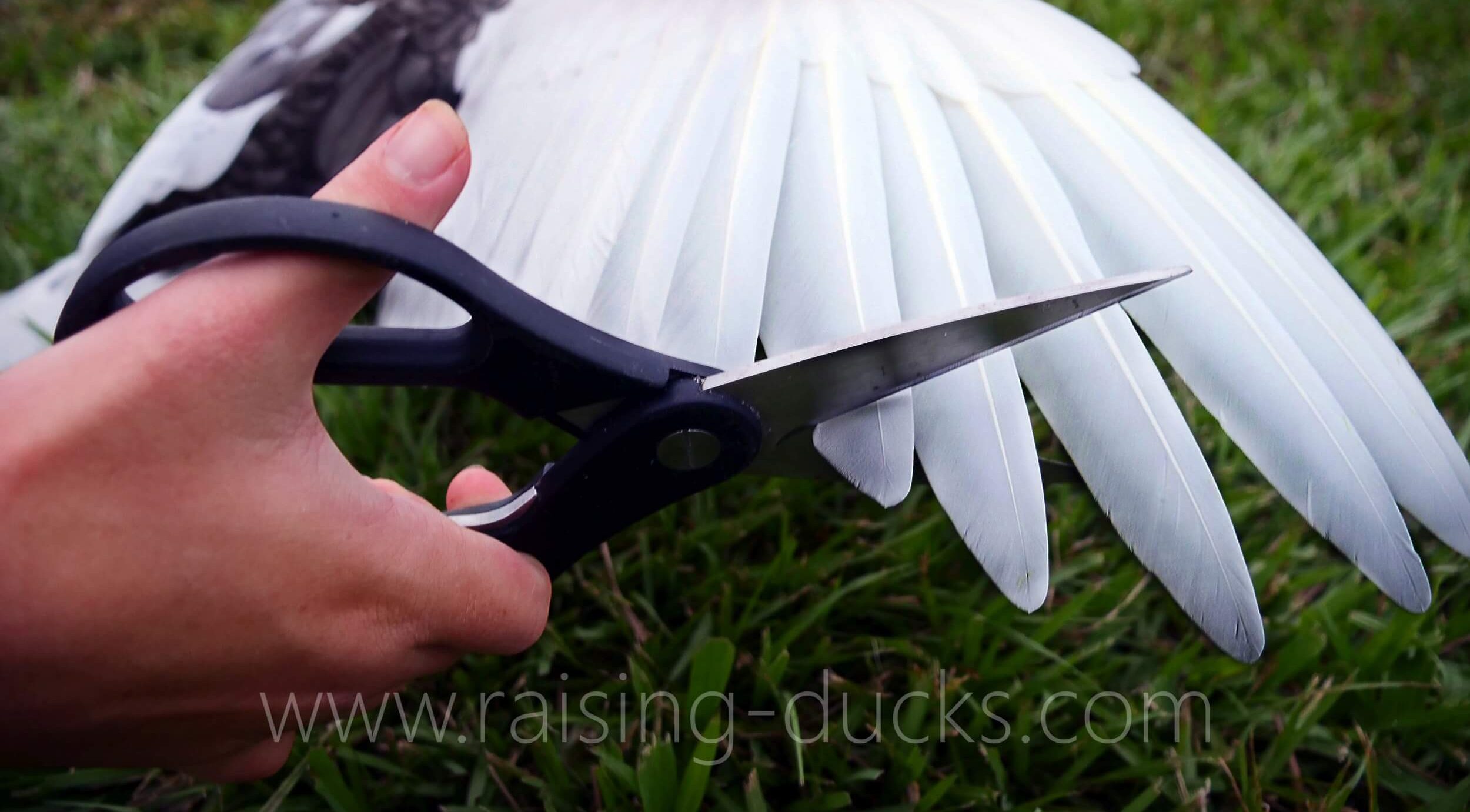Clipping a duck s wings raising ducks
