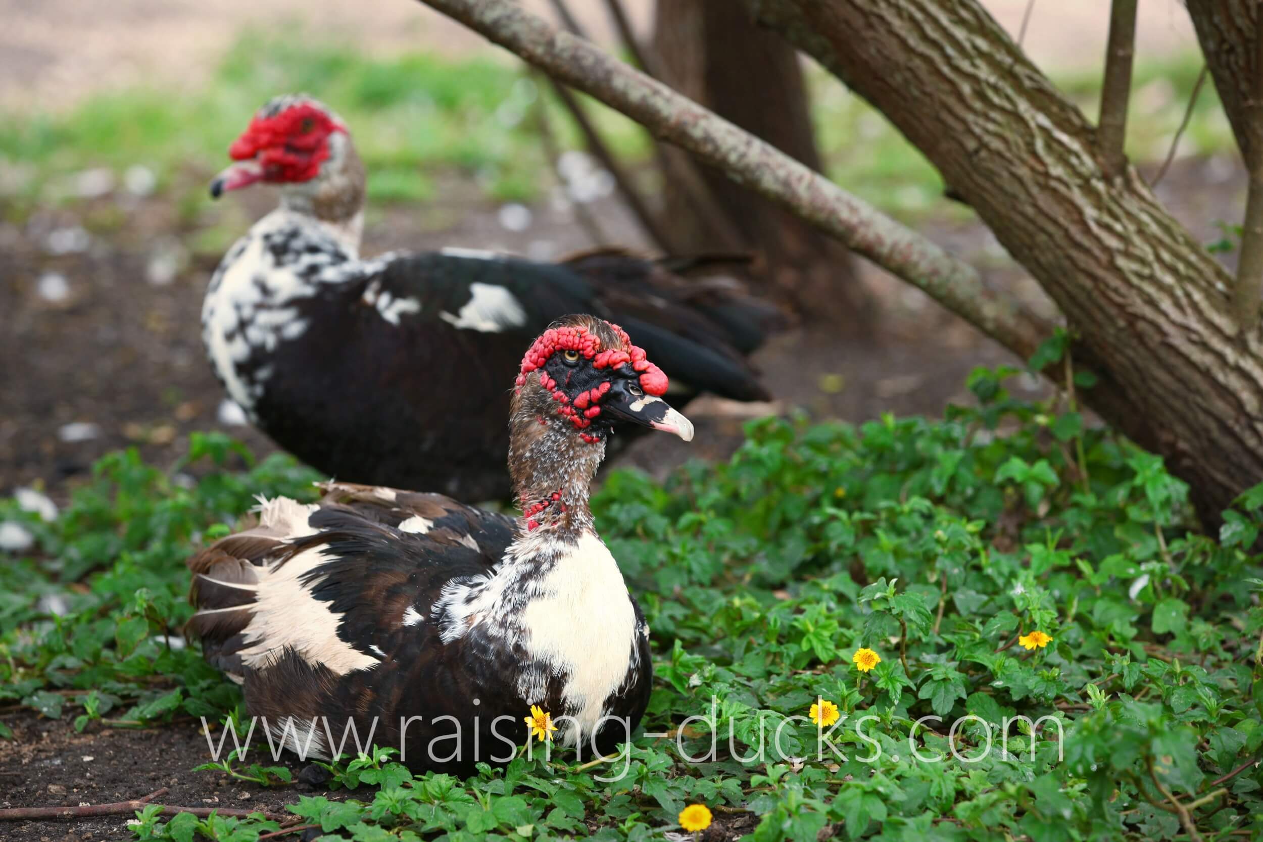 Aggressive Ducks Why drakes attack and how to permanently stop