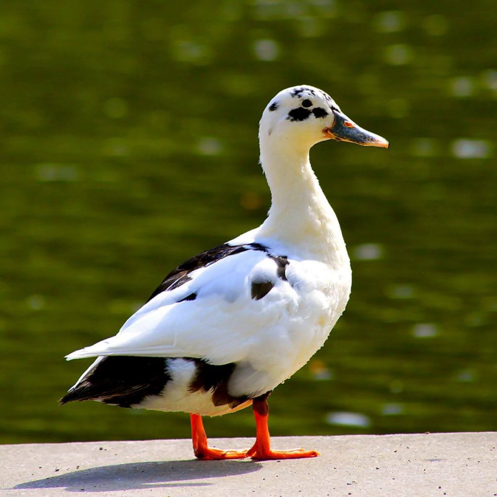 ancona duck