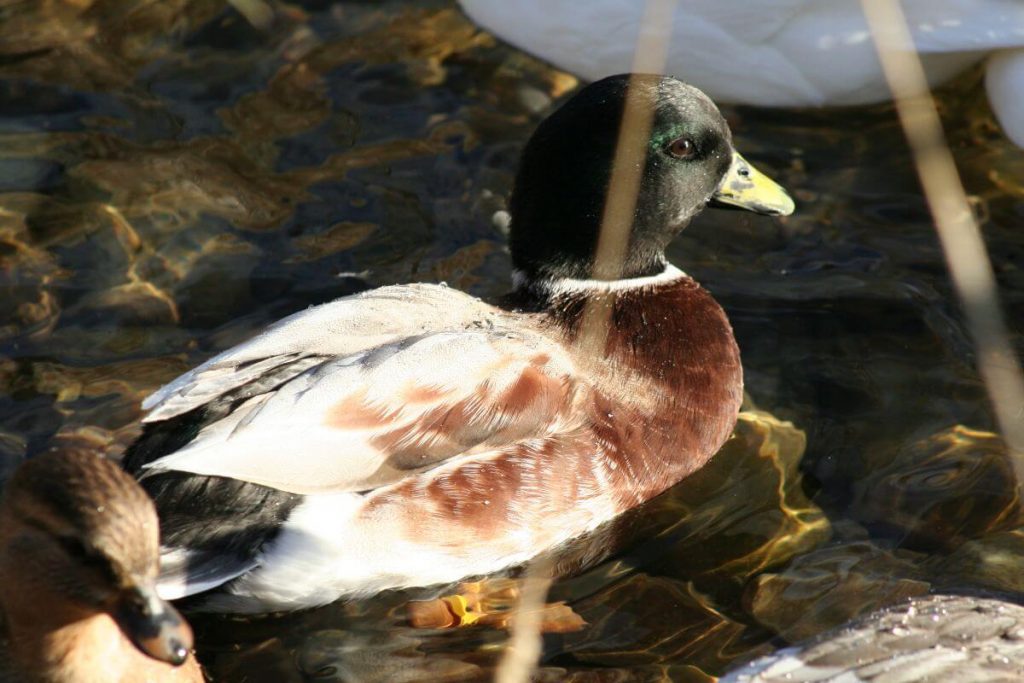 Australian Spotted Duck Raising Ducks