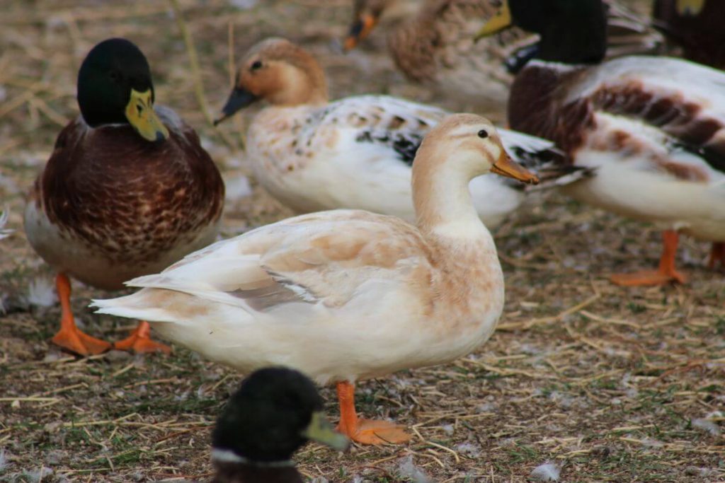 Australian Spotted Duck Raising Ducks