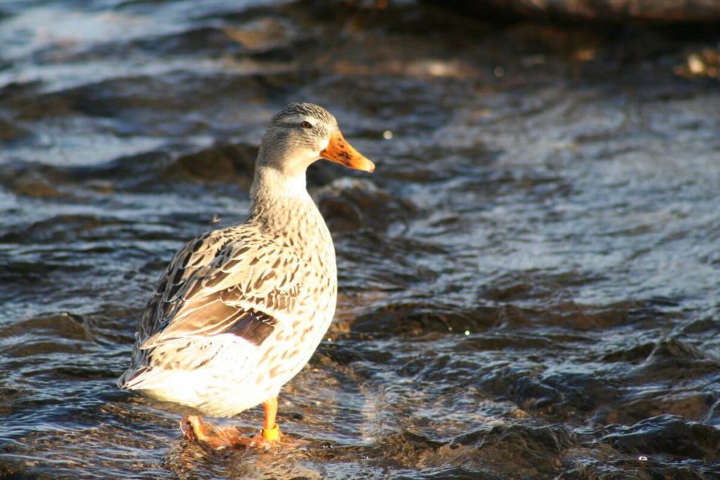 Australian Spotted Duck Raising Ducks