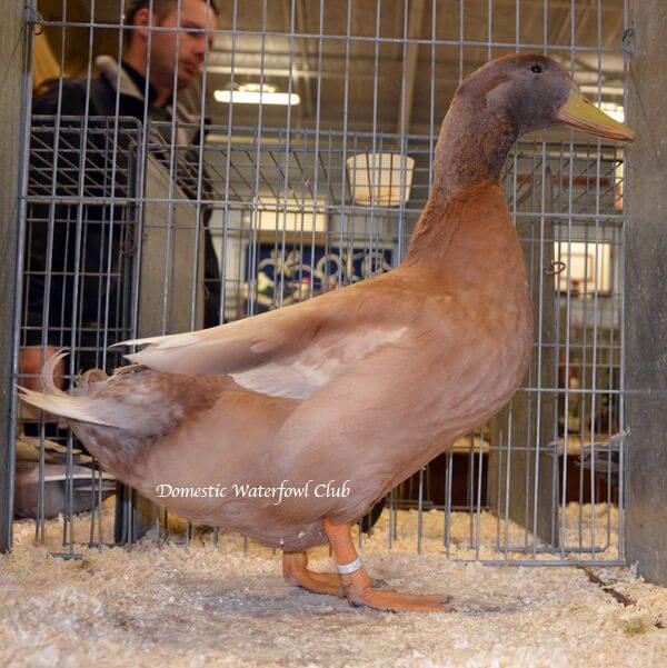 buff orpington drake exhibition