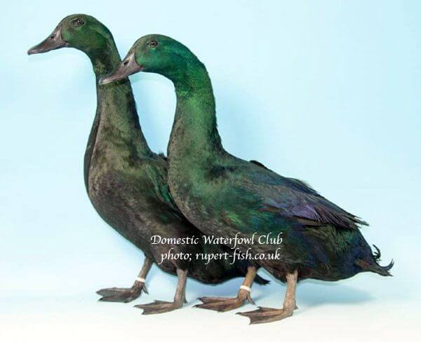 exhibition east indies ducks