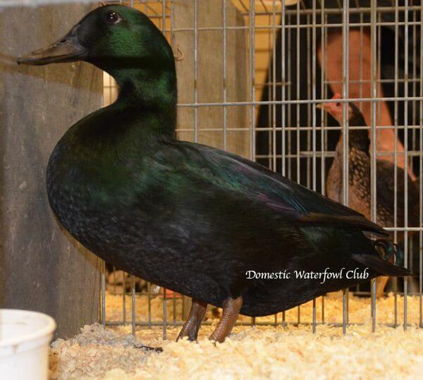 black east indian duck exhibition