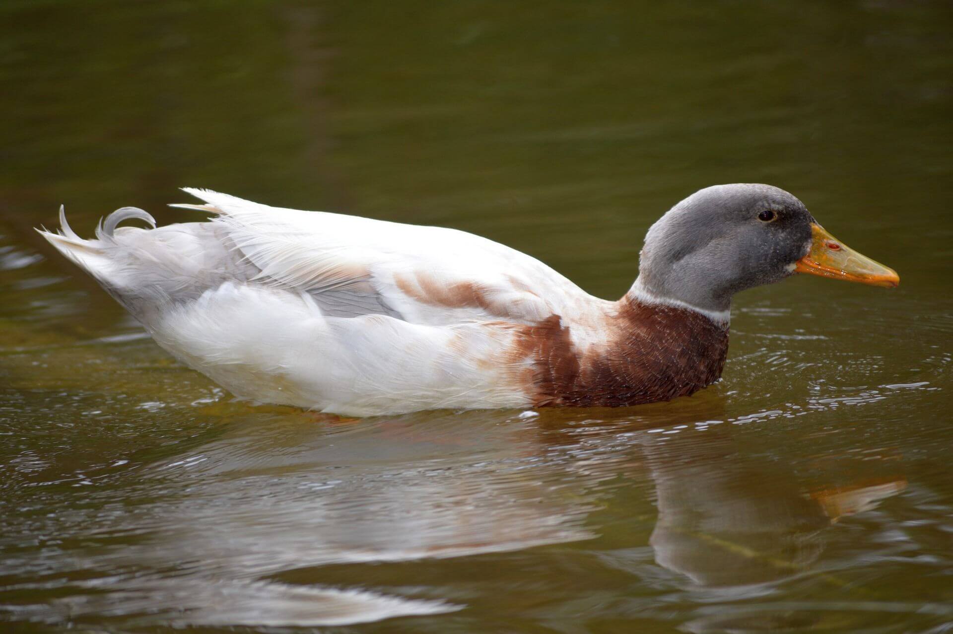 Saxony duck raising ducks