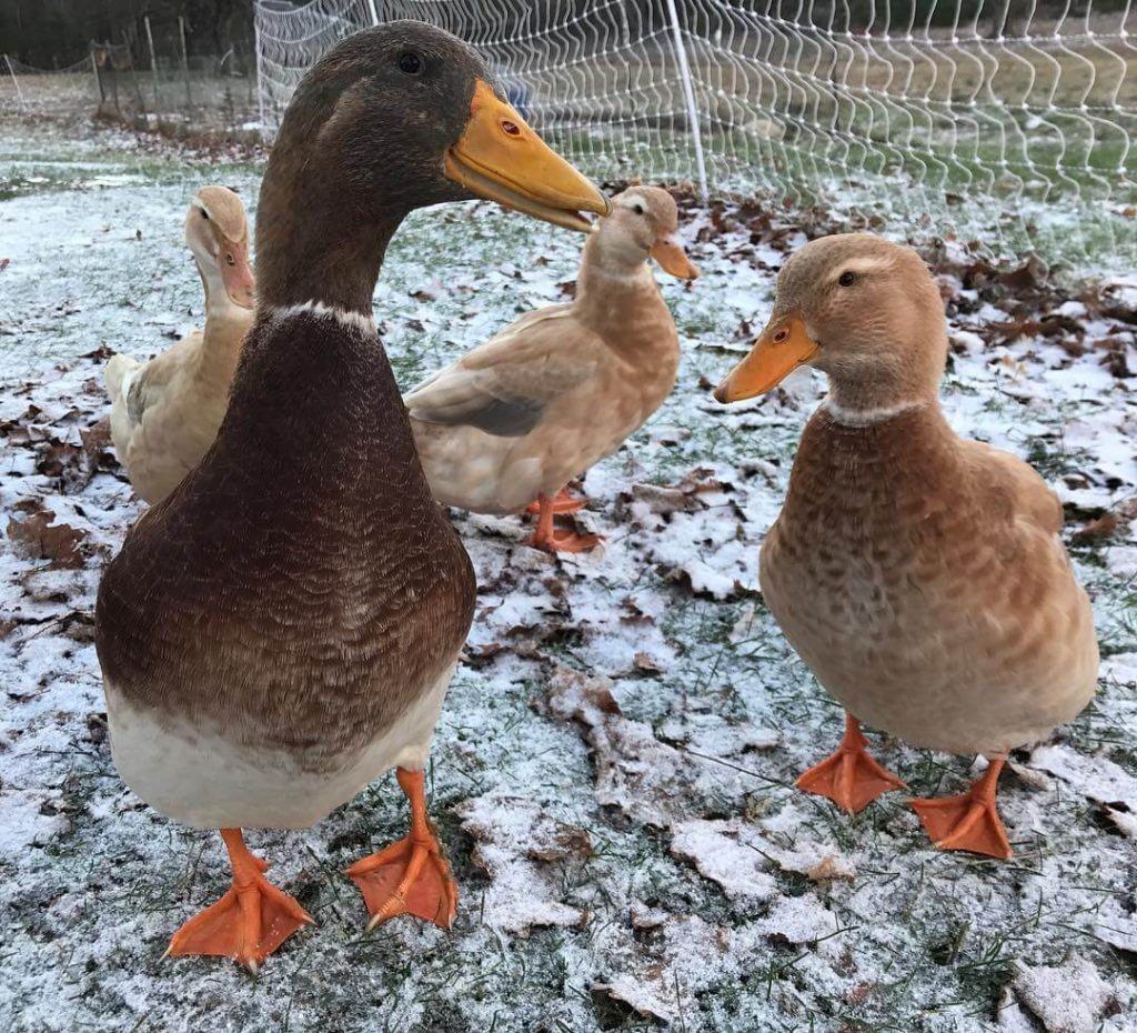 Saxony Duck Raising Ducks